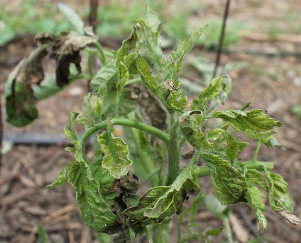 Tomato plant with curled, brown-edged leaves in garden bed