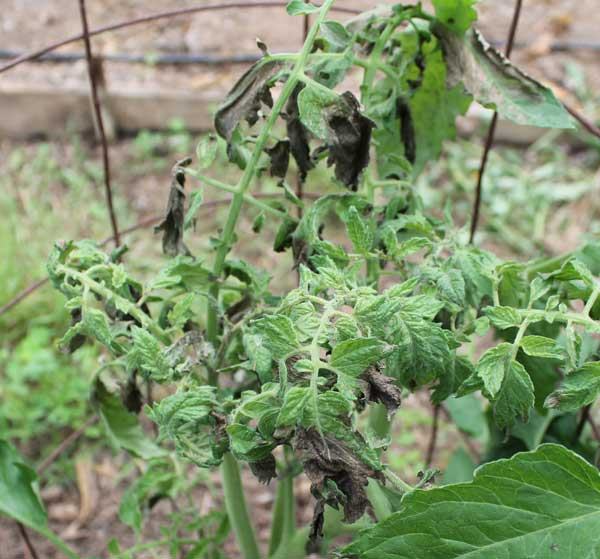 Data summary chart image 8