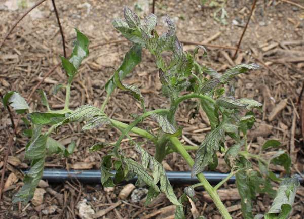 Data summary chart image 4