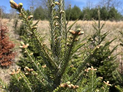 Fraser fir buds beginning to transition from winter dormancy.