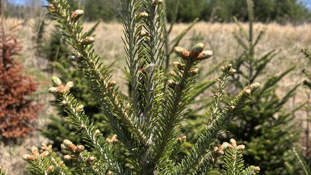 Fraser fir buds beginning to transition from winter dormancy.