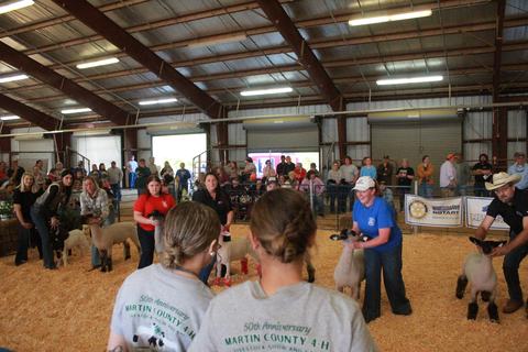 Our 4-H Lamb and Goat Showmanship winners judging our Alumni class of lambs and goats at the 2026 Livestock Show.
