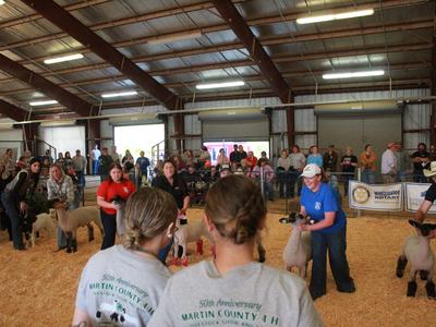 Our 4-H Lamb and Goat Showmanship winners judging our Alumni class of lambs and goats at the 2026 Livestock Show.