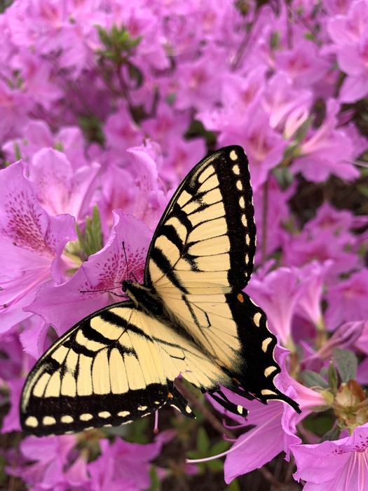 A Swallowtail butterfly on an azalea leaf.
