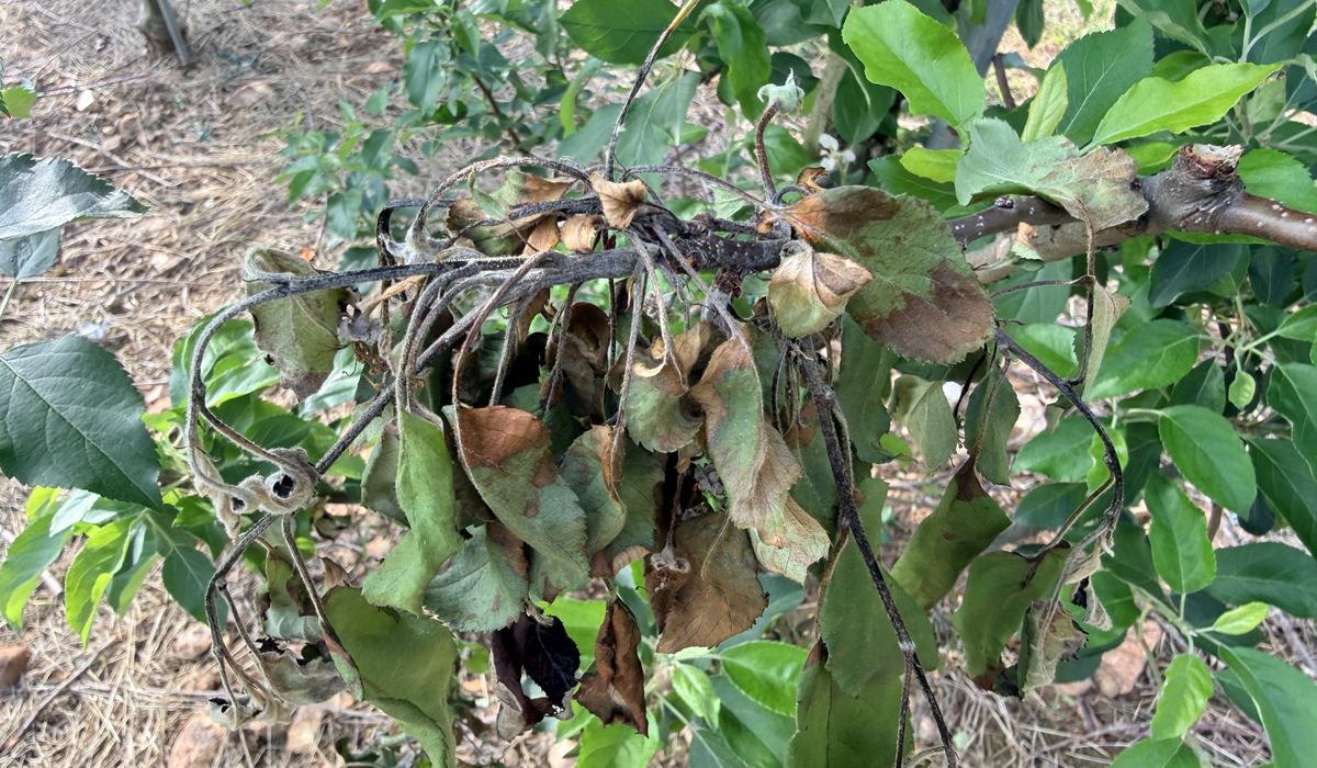 Apple Disease Update: Week of May 3, 2026 - Southern Appalachian Apples ...