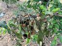 Fire blight in an apple tree