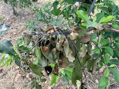 Fire blight in an apple tree