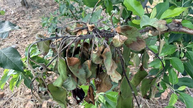 Fire blight in an apple tree
