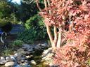 Image of a red leafed Japanese maple with a pond in the background.