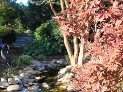 Image of a red leafed Japanese maple with a pond in the background.