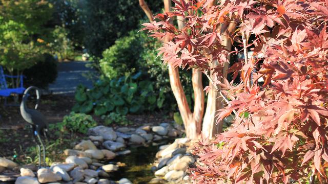 Image of a red leafed Japanese maple with a pond in the background.