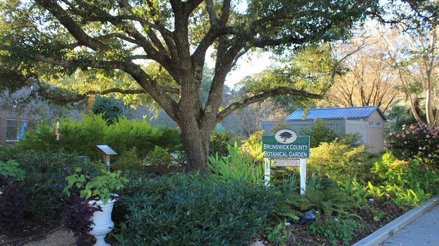 A mature live oak tree in the center with a green Brunswick County Botanical Garden sign to the right
