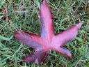 A large reddish-brown star-shaped leaf lying on green grass, with five pointed lobes and visible veins.