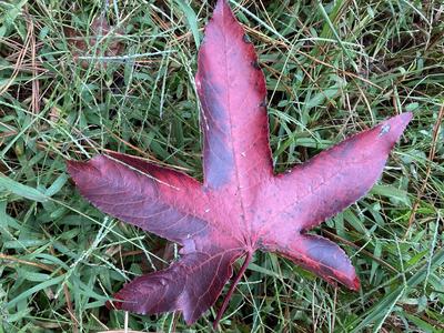 A large reddish-brown star-shaped leaf lying on green grass, with five pointed lobes and visible veins.