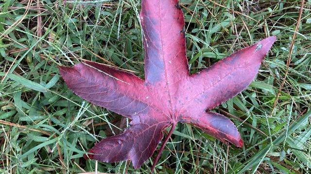 A large reddish-brown star-shaped leaf lying on green grass, with five pointed lobes and visible veins.