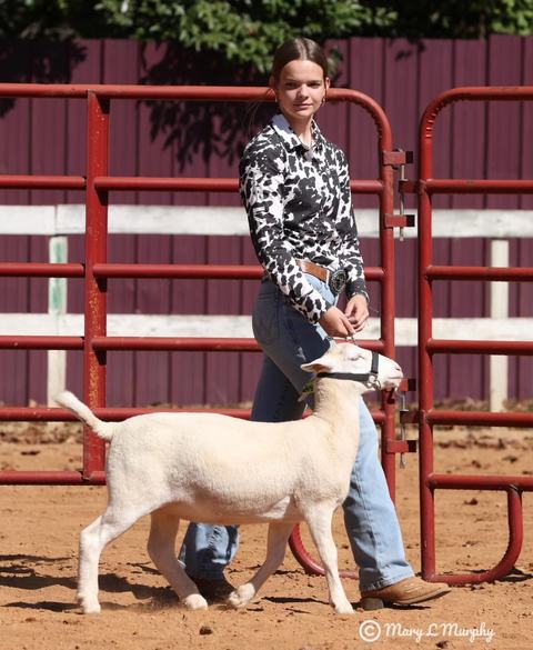A young handler in a black-and-white patterned shirt and jeans leads a cream-colored sheep on a halter across a sandy show ring framed by red metal panels.