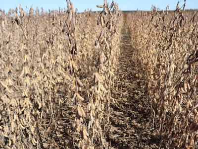 Up close picture of a soybean plant in the field at full maturity