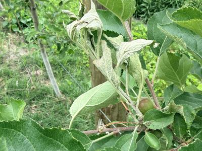 Conidia of apple powdery mildew on the shoot and leaf of an apple tree