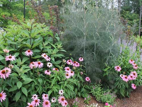 anthracnose-signs-acervuli-lbc