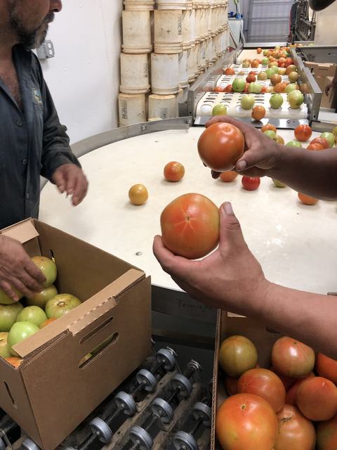 Tomatoes are displayed next to a tomato packing line