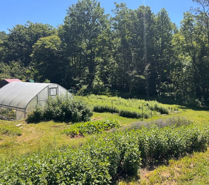A small greenhouse surrounded by rows of cultivated plants.