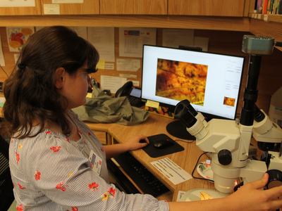 Horticulture agent using a microscope to identify a imperial moth.
