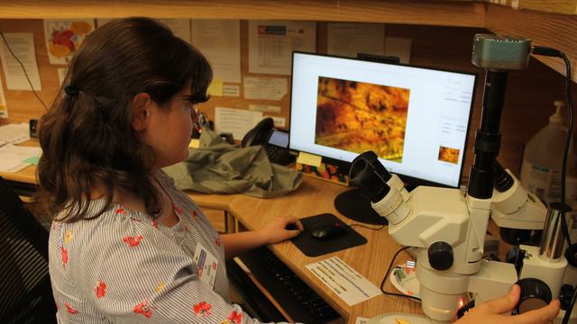 Horticulture agent using a microscope to identify a imperial moth.