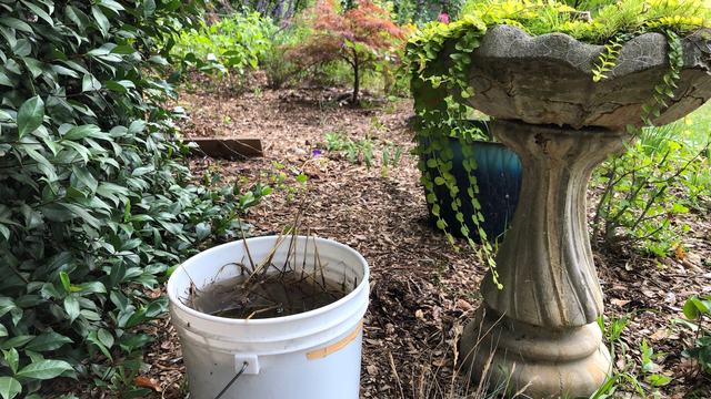 Bucket with straw, leaves, and water in backyard