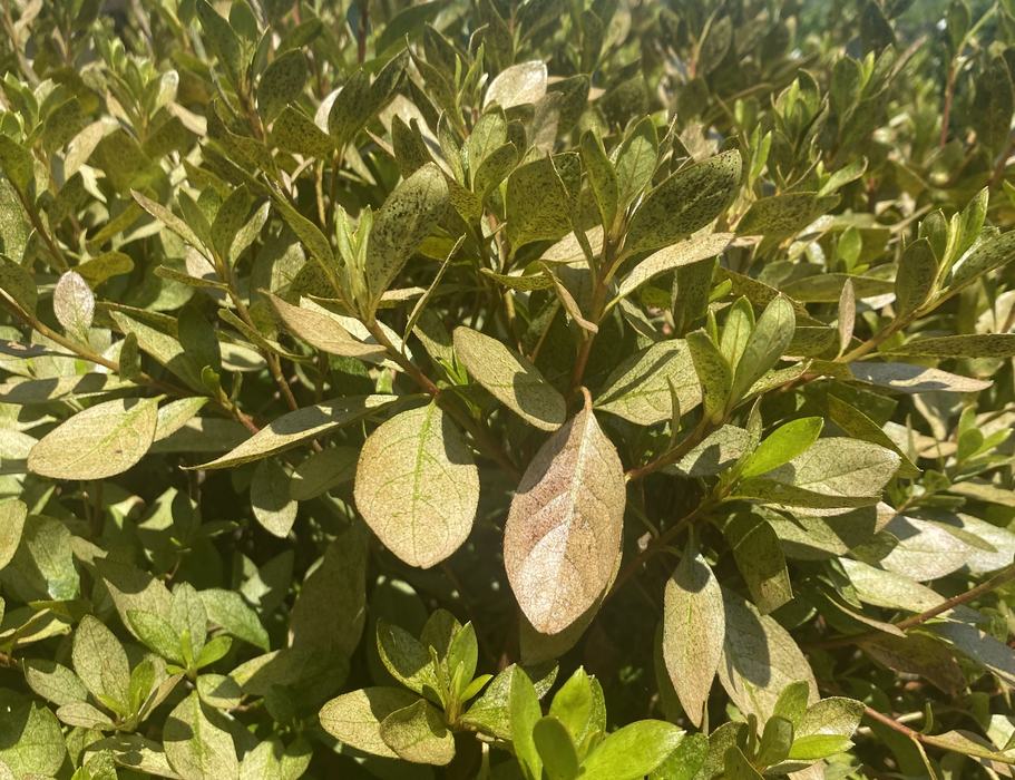 Lace Bug damage on an azalea.
