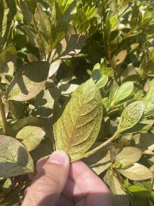 Lace Bug damage on the underside of a leaf on an azalea.