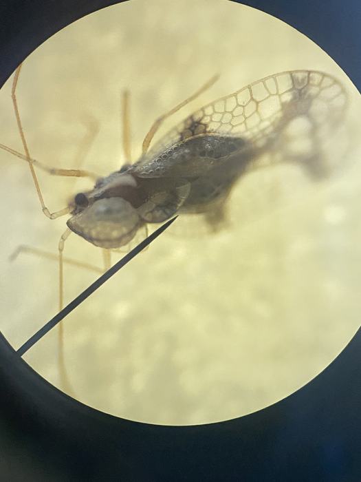 Microscope image of a Lace Bug.