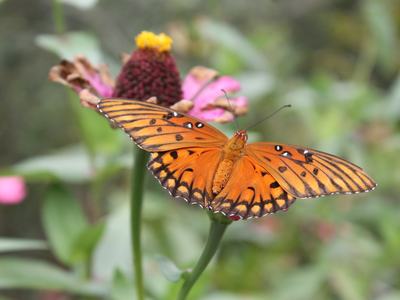 Gulf fritillary butterfly on a zinnia