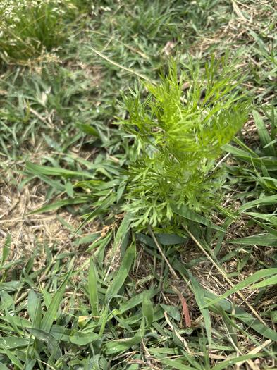 Dogfennel in a lawn