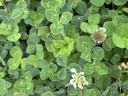 Photo of White clover leaflets