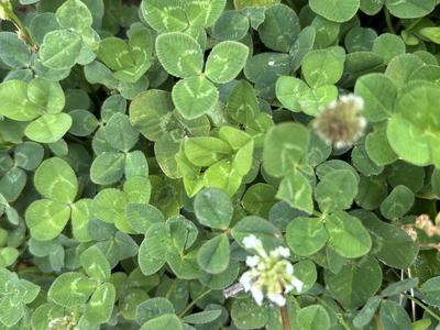 Photo of White clover leaflets