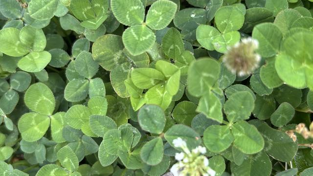 Photo of White clover leaflets