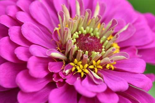 Zinnia