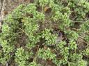 Photo of Annual Knawel