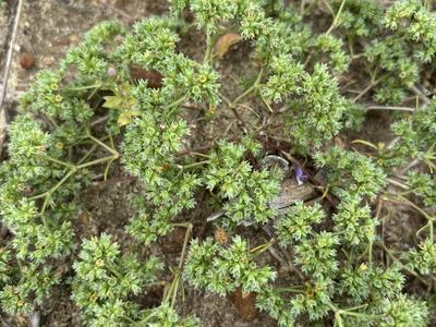 Photo of Annual Knawel