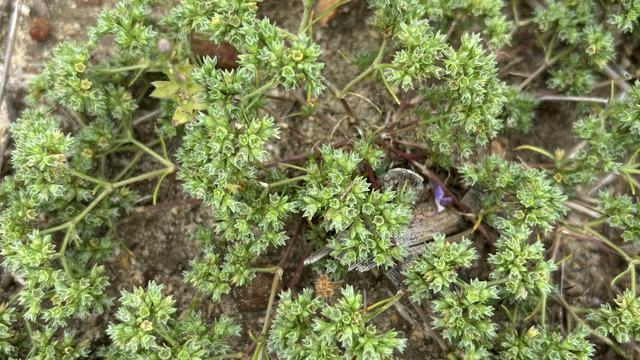 Photo of Annual Knawel