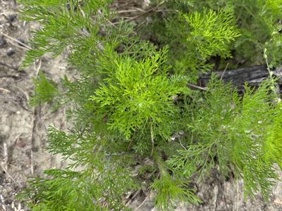 Dogfennel in field