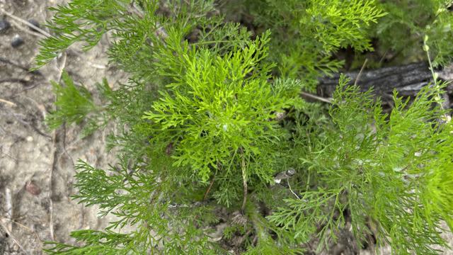 Dogfennel in field
