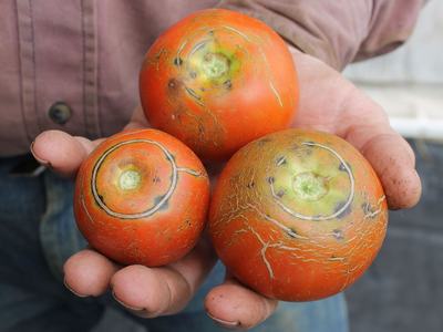 cracked tomato