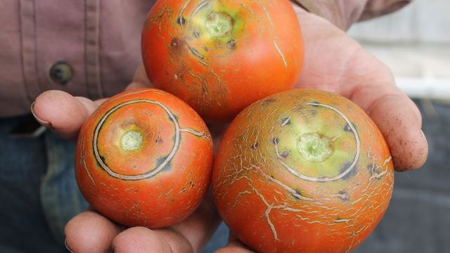 cracked tomato