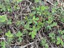 Photo of Common Lespedeza