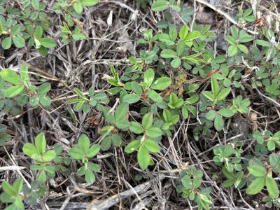 Photo of Common Lespedeza