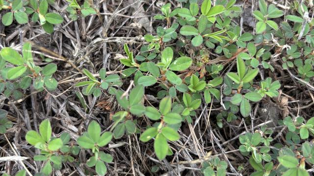 Photo of Common Lespedeza