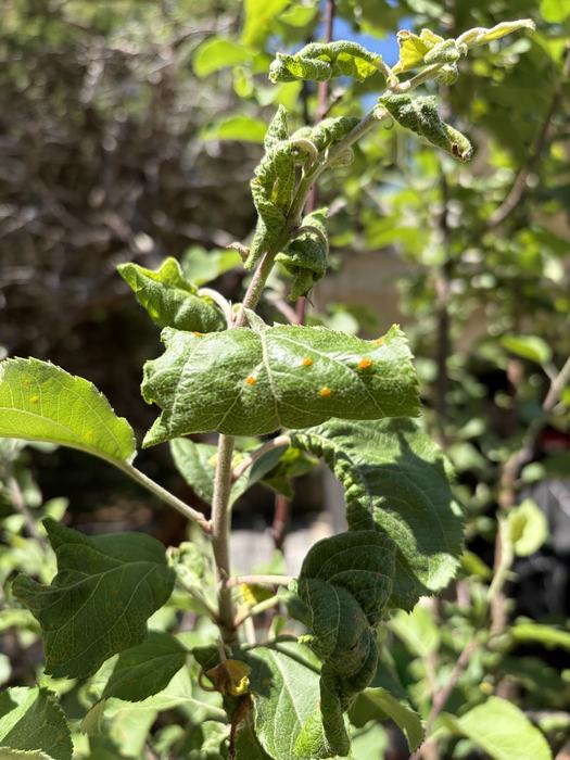 curling apple leaves caused by aphids ladybug eggs present