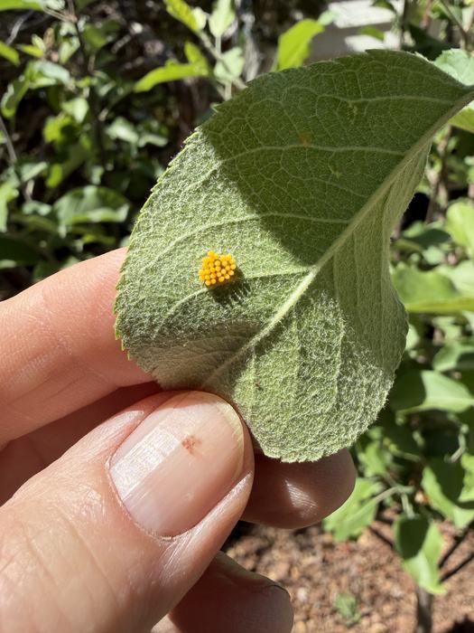 ladybug eggs