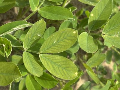 Early phase of manganese deficiency